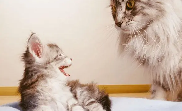小猫为什么老欺负大猫咪怎么回事