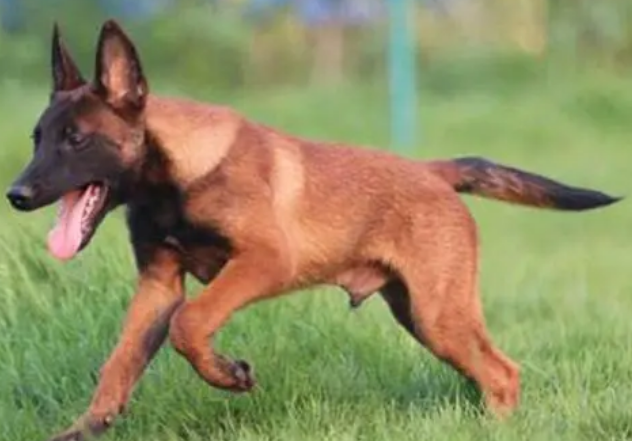 马犬会随便攻击人吗?来看看吧 马犬会随便攻击人吗?来看看吧