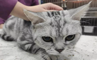 猫被打屈服的表现