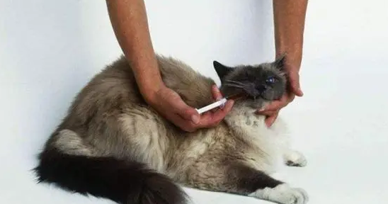 猫咪疫苗为什么突然涨价 猫咪疫苗为什么突然涨价