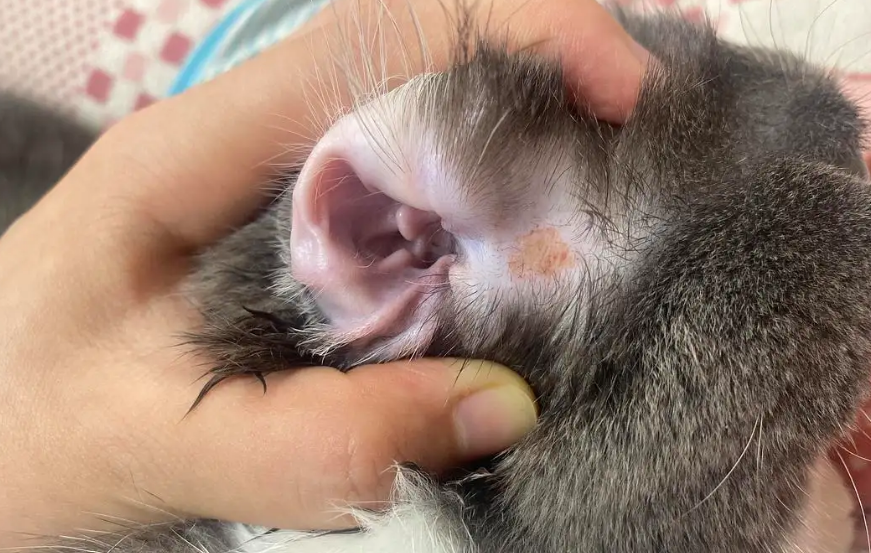 猫猫耳朵旁边没有毛是什么情况