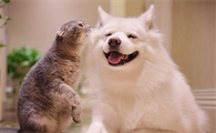 你是喜欢狗还是喜欢猫