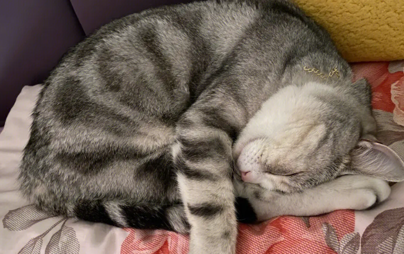 猫咪喜欢爬枕头下面是为什么
