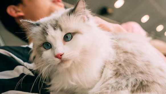 男生养猫是为了让猫舔他