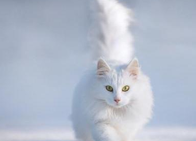 怎么教安哥拉猫游泳？新手小白可以看看～