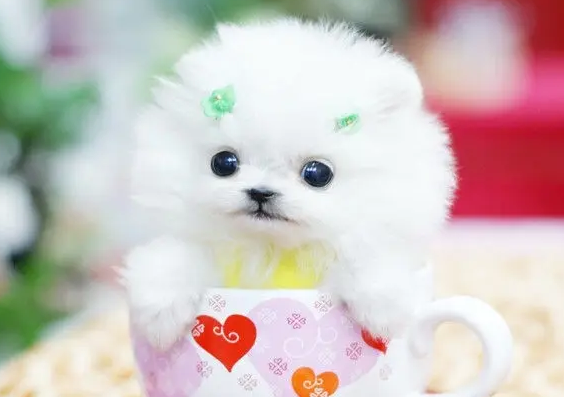 茶杯犬吐白沫怎么回事?来看看吧 茶杯犬吐白沫怎么回事?来看看吧