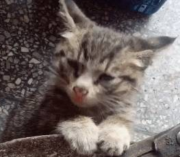 小猫咪守着炉子取暖,弄得灰头土脸,眉毛都快烤焦了 小猫咪守着炉子取暖,弄得灰头土脸,眉毛都快烤焦了