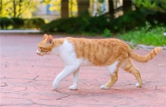 猫咪绝育会变丑了吗