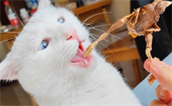 鹌鹑的头猫咪能吃吗