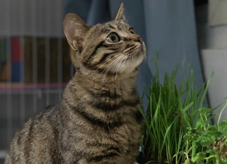 狸花猫多大才能变温顺？不妨来看看吧