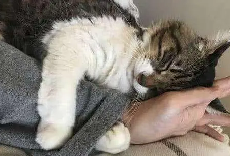 猫咪为什么要跟着主人睡觉