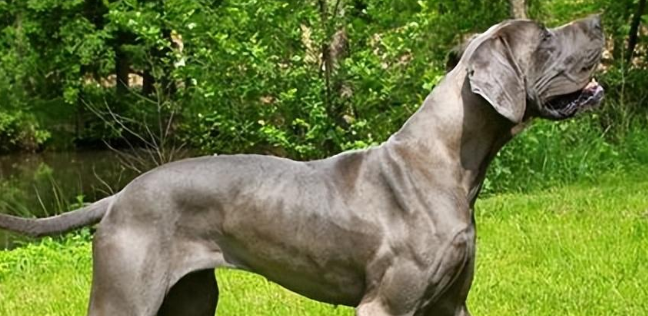 大丹犬吃什么为主比较好? 大丹犬吃什么为主比较好?