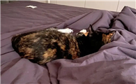 猫咪为什么霸占床中间的地方