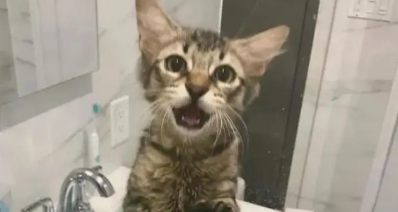 猫咪喜欢看人上厕所什么原因 猫咪喜欢看人上厕所什么原因