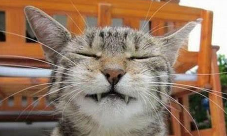 猫咪开心是怎么回事