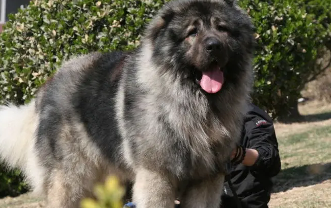 纯种高加索犬鉴别方法,请查收!