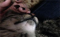 猫咪下巴有黑色结痂硬块