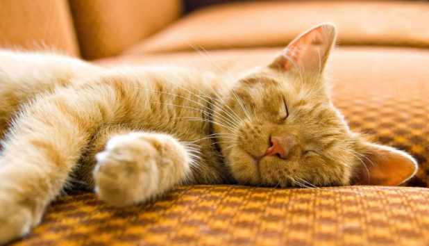 小猫胎死腹中母猫征兆
