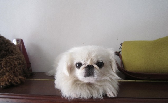 铲屎官带你了解,京巴狗有几种? 铲屎官带你了解,京巴狗有几种?