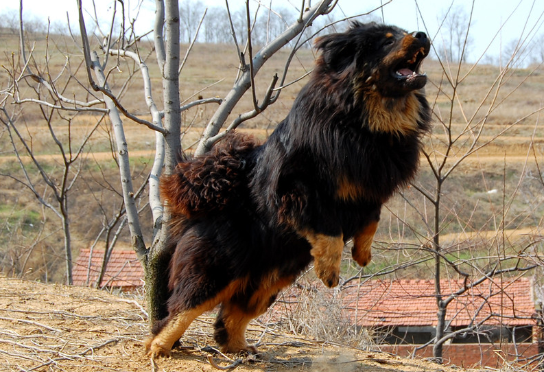 藏獒犬发情次数,你知道吗? 藏獒犬发情次数,你知道吗?