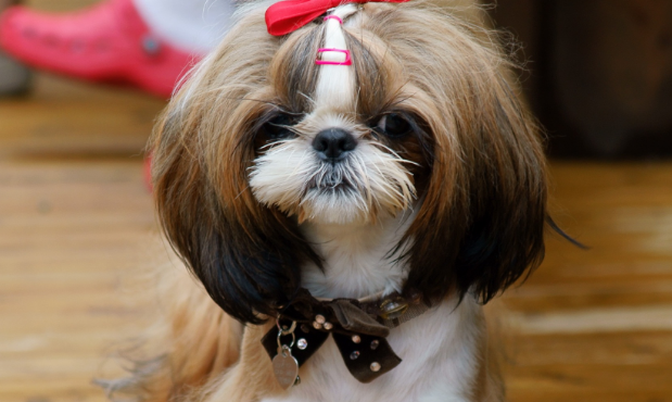 西施犬怎么训练大小便？一定要记住这几点
