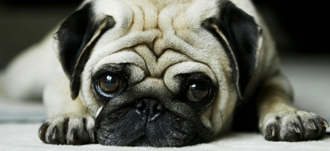 想知道巴哥犬死前表现？来看看