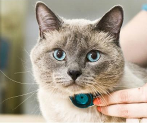 如何预防猫咪的传染病 如何预防猫咪的传染病