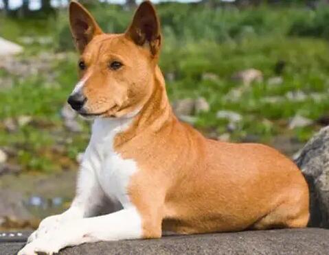 巴仙吉犬怎么训练坐立?这篇文章给你答案 巴仙吉犬怎么训练坐立?这篇文章给你答案