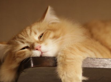 什么植物对猫有毒害