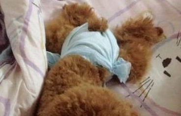 铲屎官给狗子穿上花裤衩,狗子在镜子面前臭美,笑得主人胃抽筋 铲屎官给狗子穿上花裤衩,狗子在镜子面前臭美,笑得主人胃抽筋
