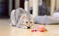 猫咪为什么天生就会痛呢