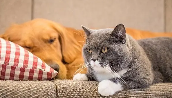 养宠物养狗好还是养猫好