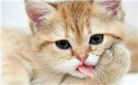 猫容易得的三大疾病