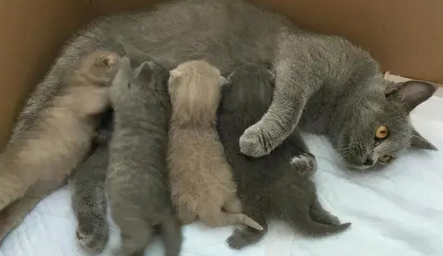 母猫怀了自己儿子的小猫