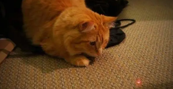 猫咪为什么会追激光