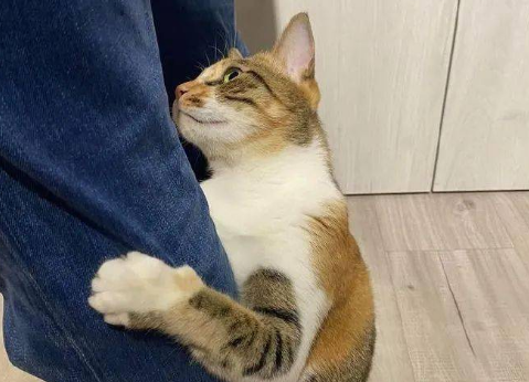 猫咪为什么突然抱住你腿不动 猫咪为什么突然抱住你腿不动