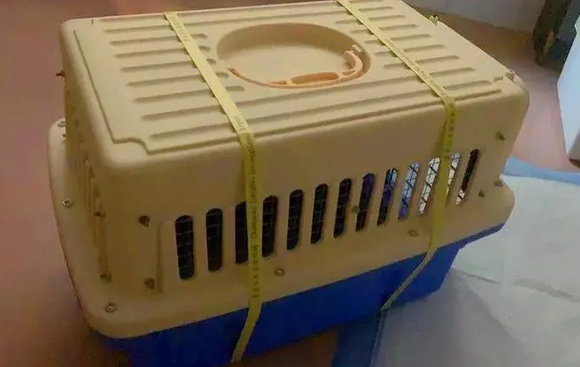 顺丰悟空宠物托运平台