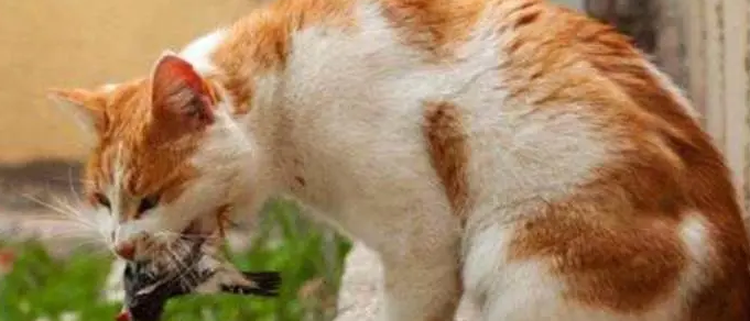 死了的鹌鹑猫能吃吗