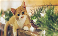 学生党可以养猫吗