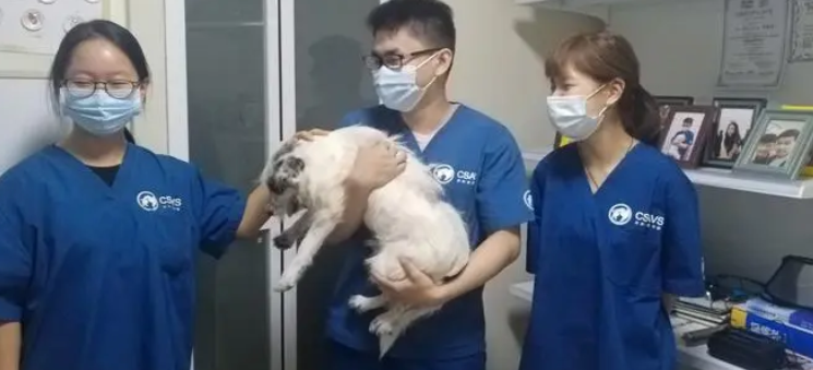 宠物医院哪个比较好 宠物医院哪个比较好