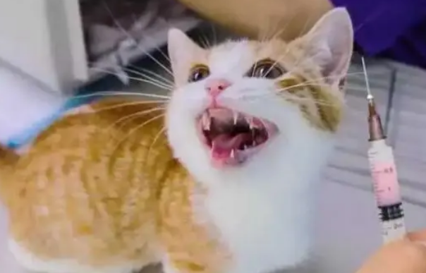 猫三联是疫苗项目,妙三多是疫苗品牌,可不是一回事! 猫三联是疫苗项目,妙三多是疫苗品牌,可不是一回事!