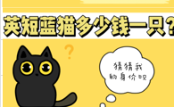 蓝猫多少钱一只?英短蓝猫价格多少合适?