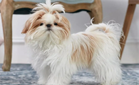西施犬吃什么狗粮好?大家都需要注意的地方