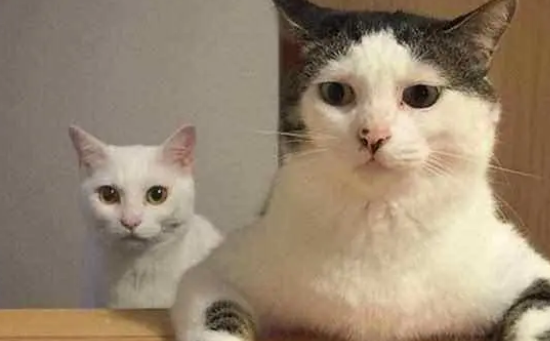 猫为什么看着我