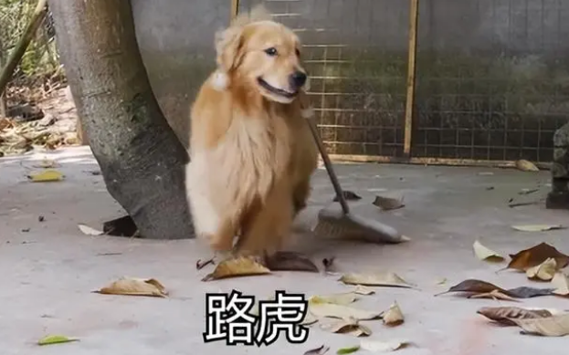 抖音网红狗前30排行榜