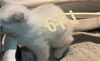 放鞭炮猫会应激吗