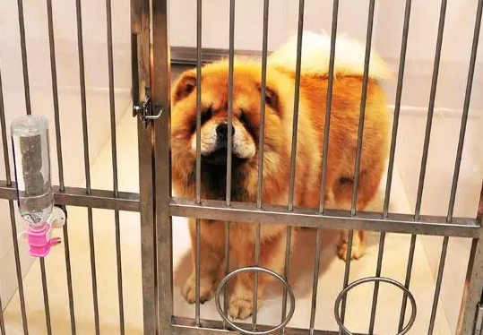 狗狗寄养安全吗