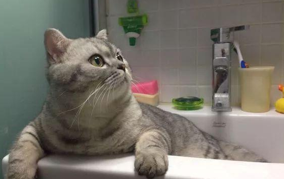 猫咪脸蹭香皂怎么回事