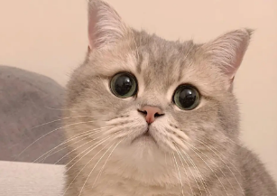 新手养猫建议什么品种 新手养猫建议什么品种