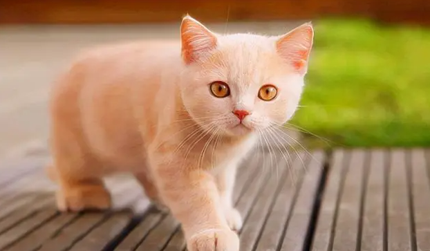 如何理解猫的语言 如何理解猫的语言